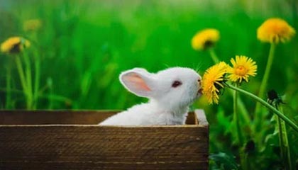 九游官网pc-法国男篮在奥运热身赛中取得连胜，法国男篮在奥运热身赛中取得连胜次数