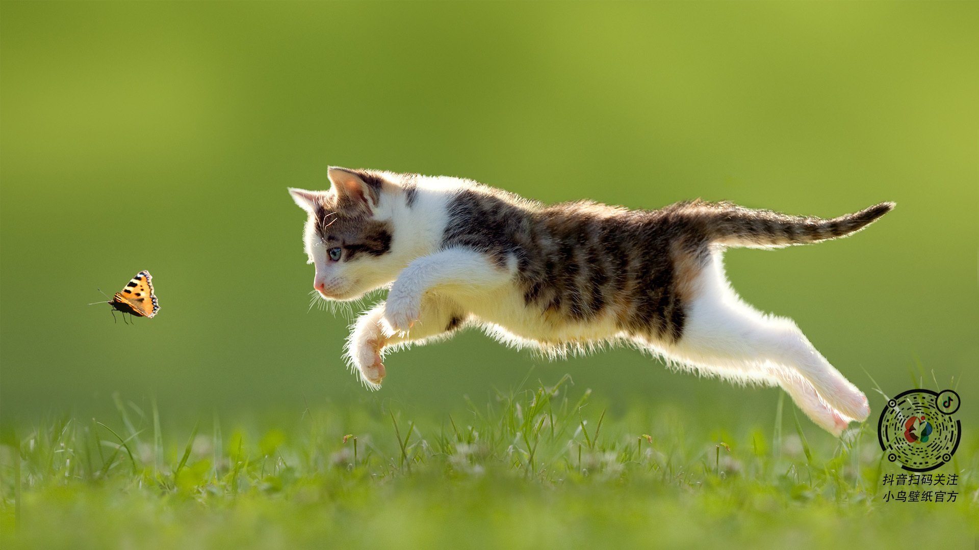 《纽约邮报》：巴西女足在奥运会决赛中惜败美国，巴西女足奥运会战绩