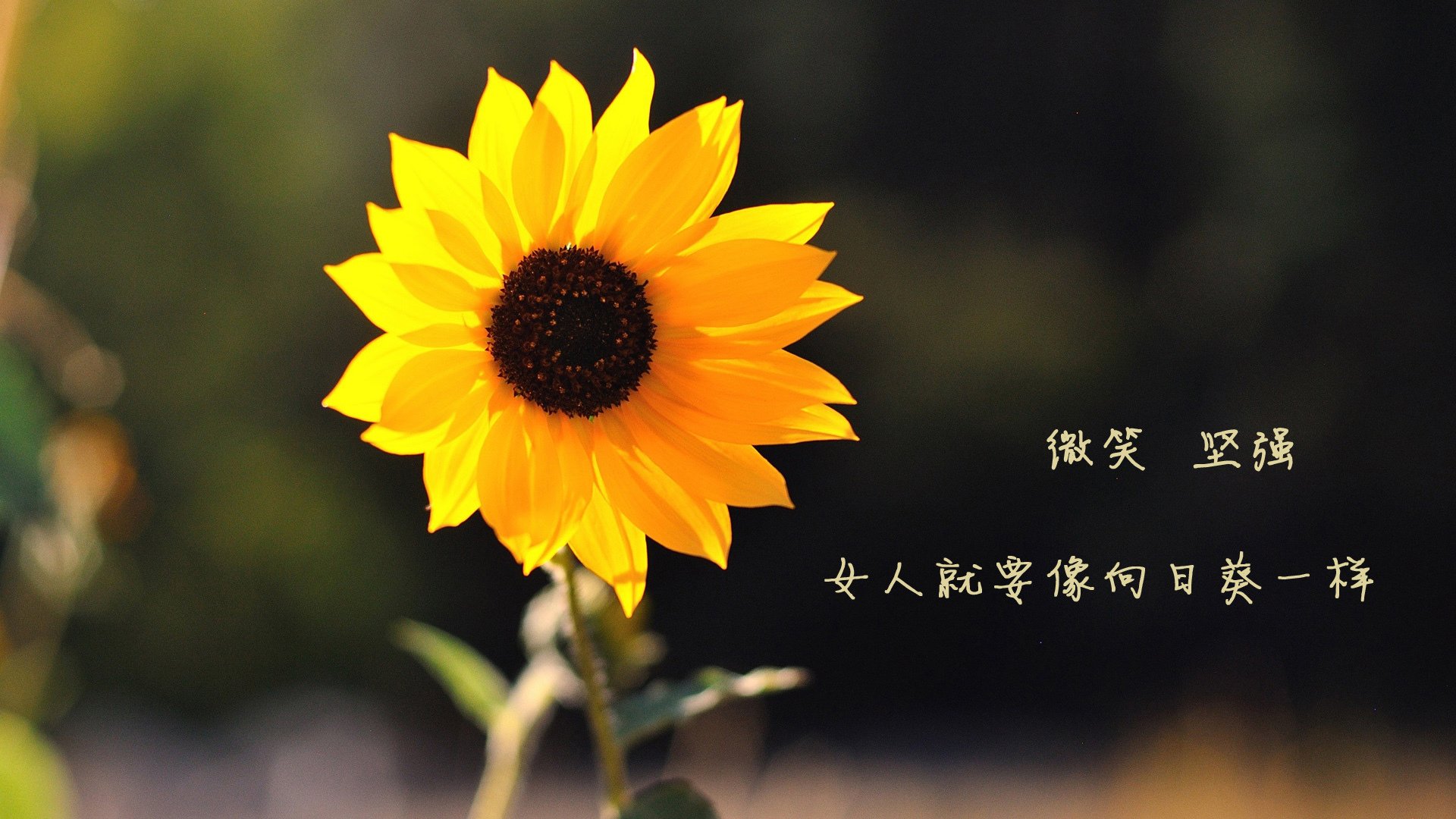 武士对决：球场上的对决犹如武林高手较量，武士对战游戏