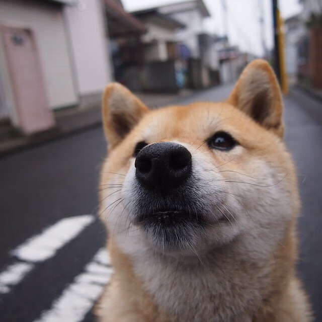 三枚银牌刷新国家跳水最佳战绩，三个跳水冠军