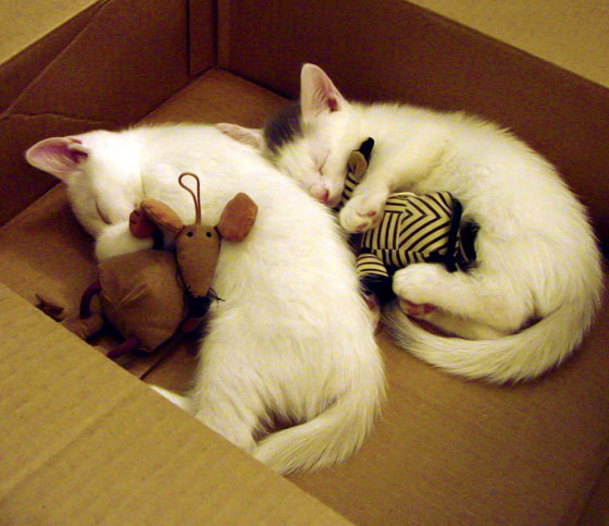 九游娱乐(jiuyou)官网-弗兰：他用强大的防守和无与伦比的爆发力帮助全黑队占据主动，弗兰是哪