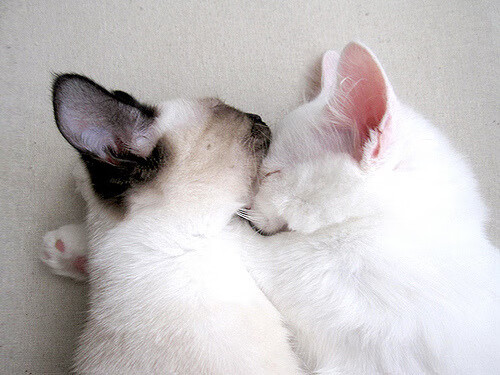 掘金组织内部赛模拟真实比赛节奏，掘金团队