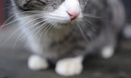 柯洁逆转战胜强敌围棋名人赛,柯洁逆转战胜强敌围棋名人赛是哪一集