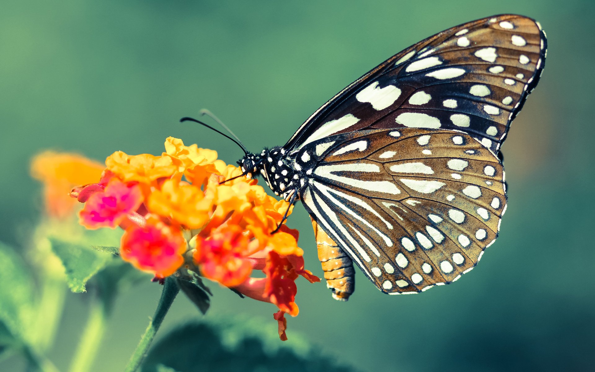 九游官网下载电脑版-莱比锡红牛强势崛起，德甲抗衡拜仁