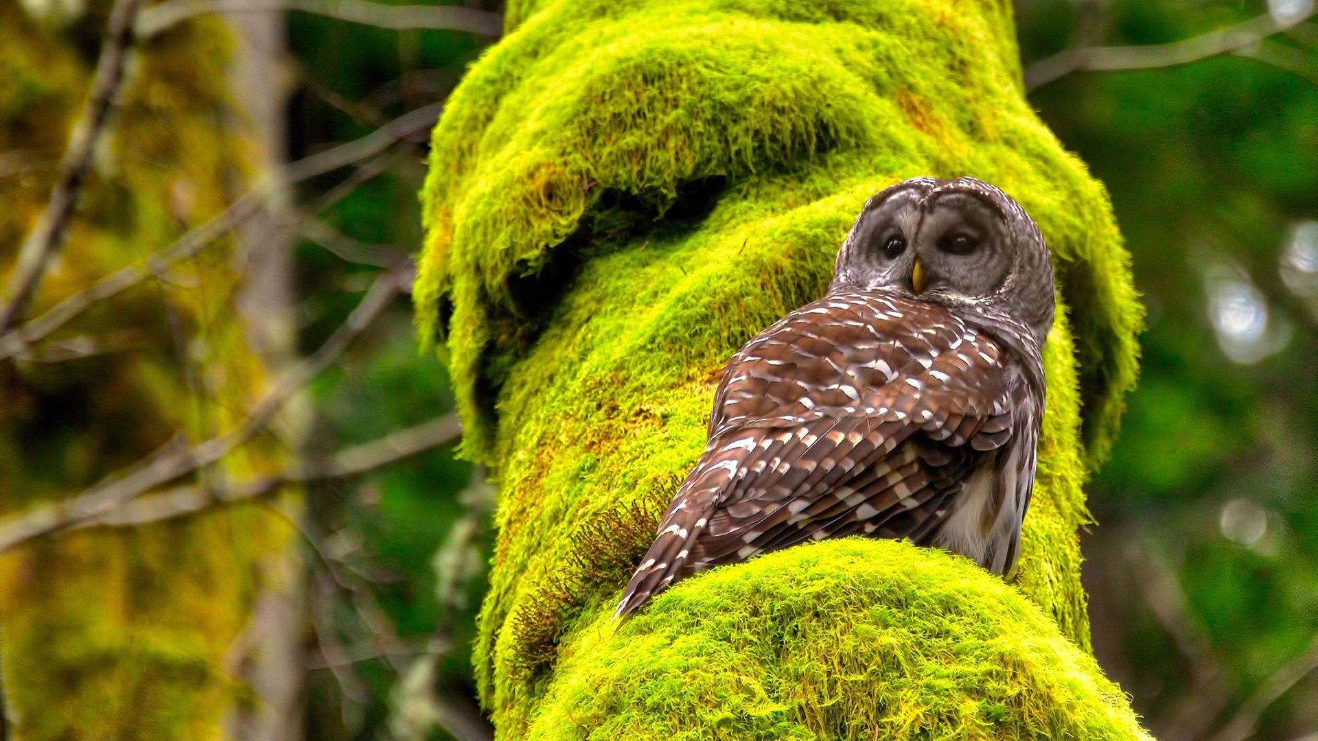 詹姆斯亲自指导小将完成训练动作，詹姆斯训练有多刻苦