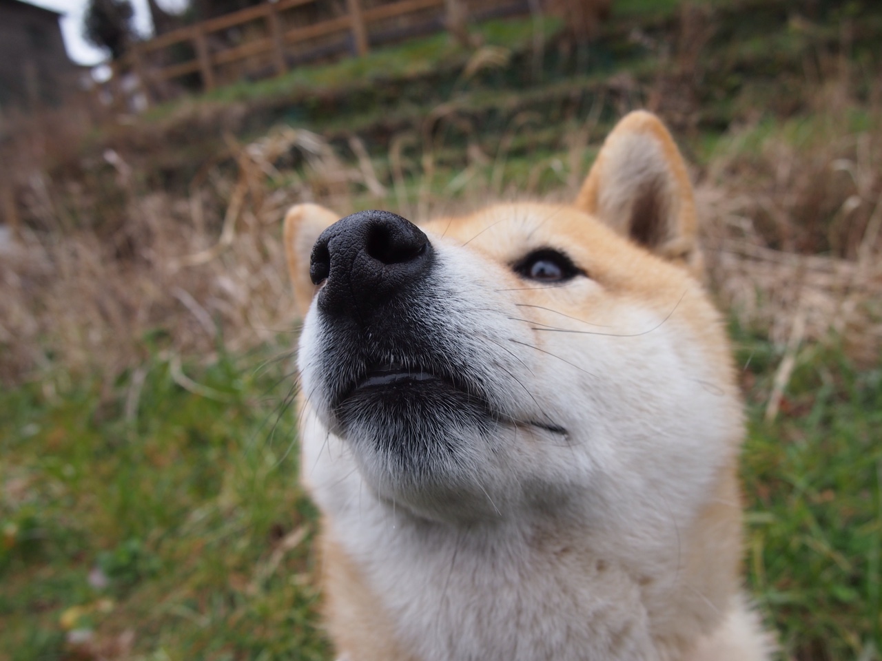 九游娱乐APP-隆戈：挑战极限、碾压防线的超级边锋，震撼世界橄榄球界，格隆 橄榄球